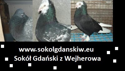 Gołębie rasowe z Wejherowa